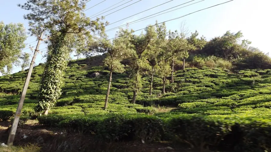 Harrisons Malayalam Tea Estate, Arrapetta