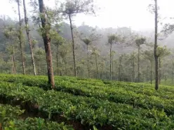 Periya tea plantation