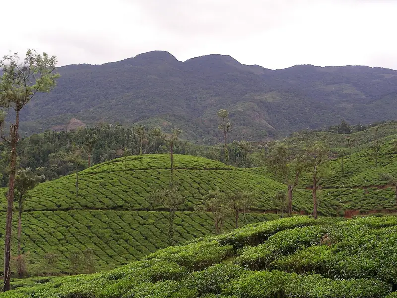 Priyadarshini Hills (Priyadarshini Tea Environs)