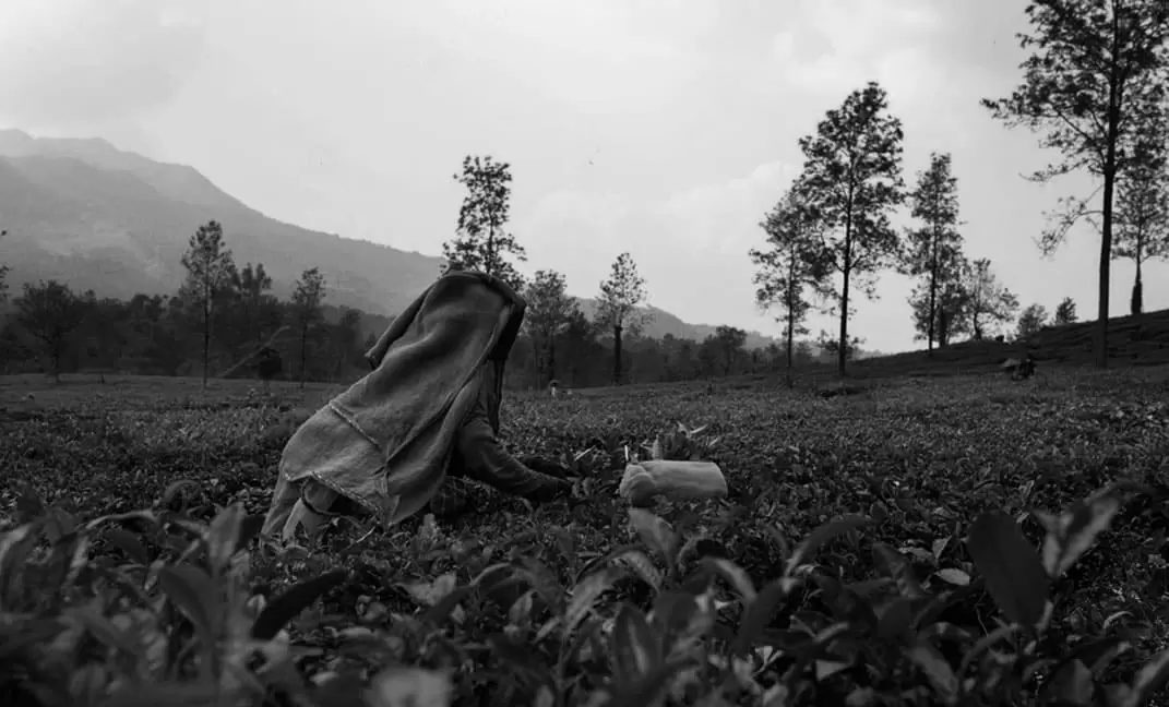 Black and White Stays Wayanad